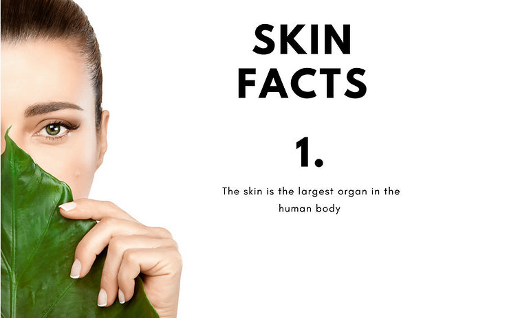 skin facts